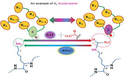 Identifying Acetylation Protein by Fusing Its PseAAC and Functional Domain Annotation